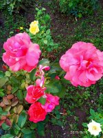 IMG-20190815-WA0010.jpg