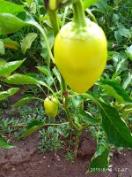 IMG-20190816-WA0025.jpg