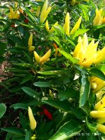 IMG-20190816-WA0024.jpg