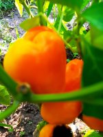 IMG-20190816-WA0021.jpg