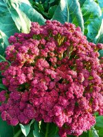 IMG-20190816-WA0015.jpg