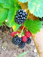 IMG-20190816-WA0009.jpg