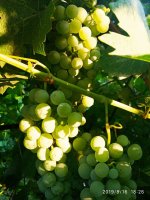 IMG-20190816-WA0036.jpg