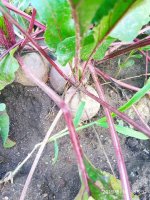 IMG-20190816-WA0033.jpg