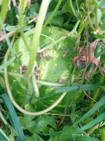 IMG-20190816-WA0037.jpg