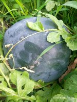 IMG-20190816-WA0038.jpg