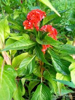 IMG-20190816-WA0070.jpg