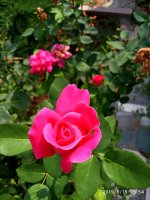 IMG-20190816-WA0068.jpg