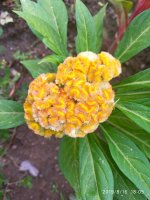 IMG-20190816-WA0067.jpg