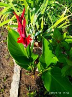 IMG-20190816-WA0066.jpg