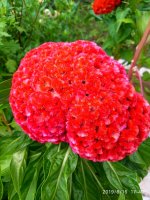 IMG-20190816-WA0063.jpg