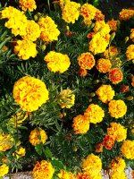 IMG-20190816-WA0062.jpg
