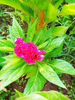 IMG-20190816-WA0061.jpg