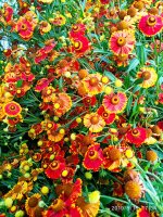 IMG-20190816-WA0060.jpg