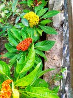 IMG-20190816-WA0055.jpg