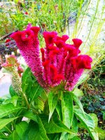 IMG-20190816-WA0054.jpg