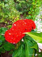 IMG-20190816-WA0057.jpg