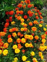 IMG-20190816-WA0053.jpg