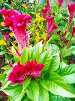 IMG-20190816-WA0052.jpg