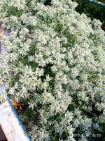 IMG-20190816-WA0049.jpg