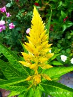 IMG-20190816-WA0046.jpg