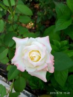 IMG-20190816-WA0045.jpg