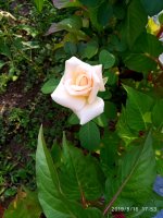 IMG-20190816-WA0039.jpg