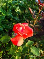 IMG-20190816-WA0041.jpg