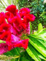 IMG-20190817-WA0005.jpg