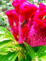 IMG-20190817-WA0004.jpg