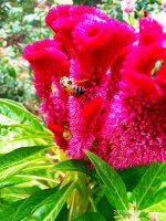 IMG-20190817-WA0003.jpg