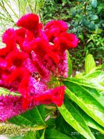 IMG-20190817-WA0002.jpg