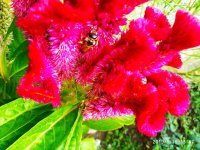 IMG-20190817-WA0000.jpg