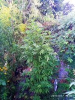 IMG-20190817-WA0014.jpg