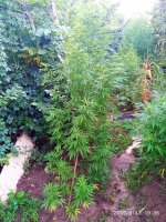 IMG-20190817-WA0013.jpg
