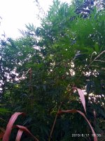 IMG-20190817-WA0011.jpg