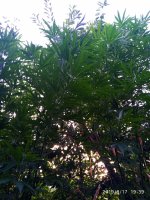 IMG-20190817-WA0007.jpg