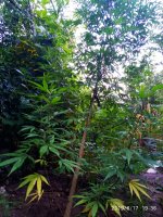 IMG-20190817-WA0006.jpg