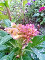 IMG-20190818-WA0019.jpg