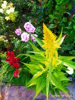IMG-20190818-WA0017.jpg
