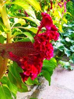 IMG-20190818-WA0015.jpg