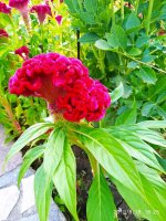 IMG-20190818-WA0013.jpg
