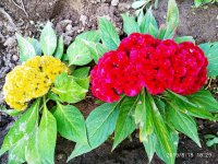 IMG-20190818-WA0011.jpg