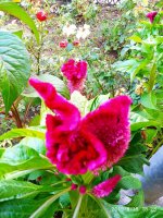 IMG-20190818-WA0010.jpg