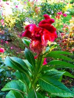 IMG-20190818-WA0007.jpg