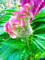 IMG-20190818-WA0006.jpg