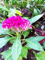 IMG-20190818-WA0005.jpg