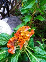 IMG-20190818-WA0004.jpg