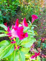 IMG-20190818-WA0003.jpg