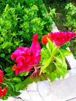 IMG-20190818-WA0002.jpg